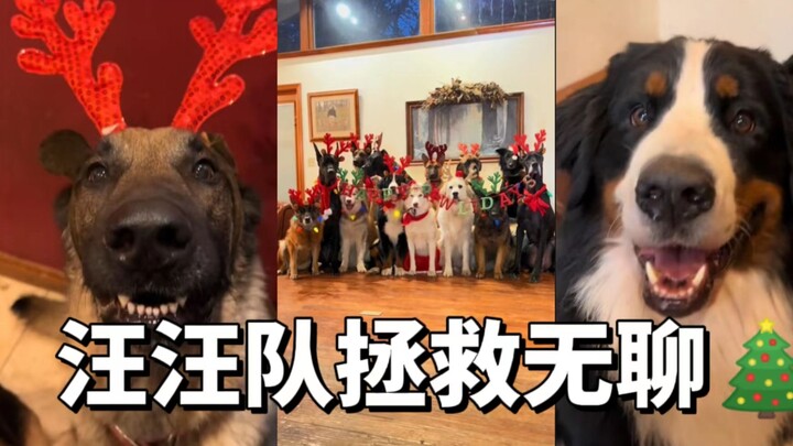 عندما أشعر بالملل، أتذكر أنني أربي 14 كلباً (نسخة خاصة بالأعياد 🎄)