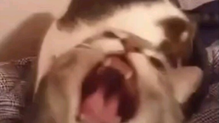 ซิ่วเมียวหมีดุจัง!