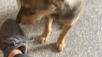Dogs want to listen to dog songs