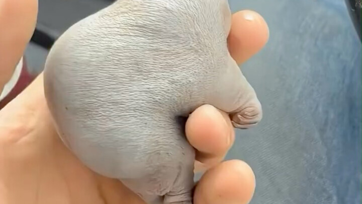 A spiny anteater baby saved by foreign netizens—so adorably quirky!