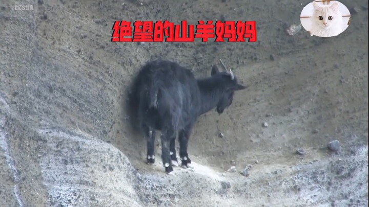 Vì đứa con trong bụng, mẹ dê đã gồng mình bám trụ bên vách đá suốt mười ngày, cái kết khiến ai nấy đ