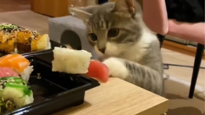 A kitten steals sushi, but ends up eating it all alone.