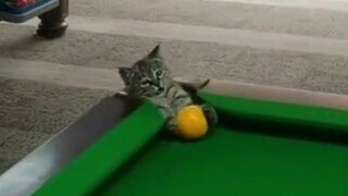Kitten, you can play ball with us.