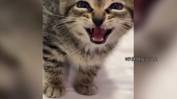小猫咪怎么受的了这么大的委屈啊！