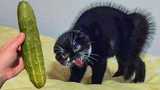 Cat Scare Of Cucumber - ปฏิกิริยาแมวตลก ซุปเปอร์แคทส์