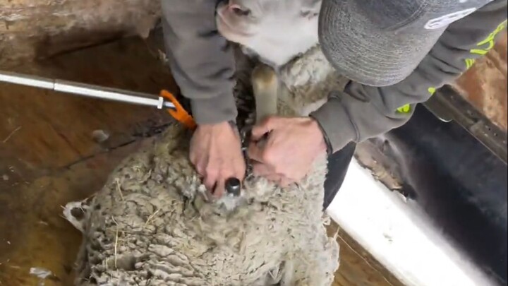 Today I sheared another 300 little lambs—and one lamb wasn’t very cooperative. Watch how the ranch u