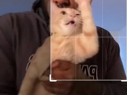 小猫会陪伴在左右