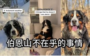 Things My Bernese Mountain Dog Doesn't Care About