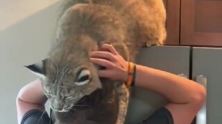 قط بري أكبر مما يمكنك أن تتخيل، وذو سلوك جيد ومتشبث، فلا بد أن يكون دافئًا جدًا لاحتضانه في الشتاء!