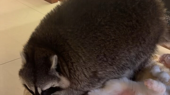 Raccoon + Dog = Forever Together #LittleRaccoon #LittleRaccoonIsMyMoodSaver #Hilarious