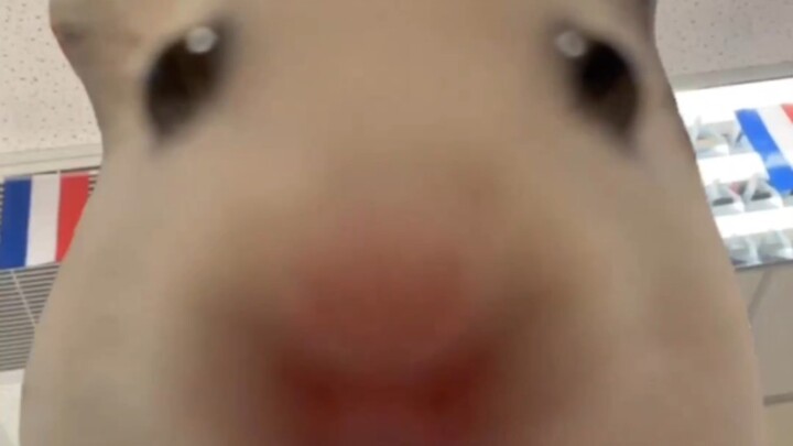 ฉันน่ะ ชอบหนูมากเลย!