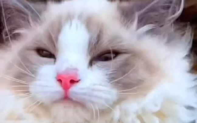 Hunting for a Ragdoll cat at the market—taking it home left the shop owner stunned.