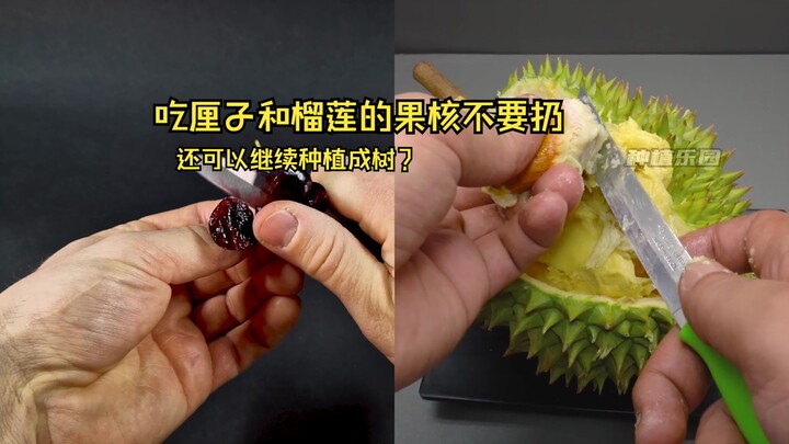吃车厘子和榴莲千万别把果核扔掉，还可以种成车厘子和榴莲树？