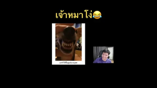 เจ้าหมาโง่55555555