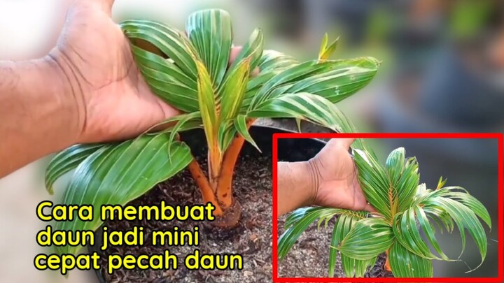 MEMBUAT BONSAI KELAPA KERDIL DAN BERDAU MUNGIL