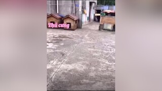 CapCut xuhuong thucung biển toàn ghẹ 🤤ngon