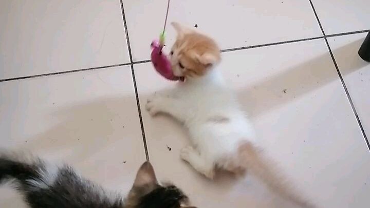 Cuties