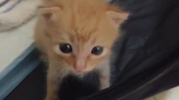 Come listen to this tiny kitten who can’t even chirp yet! Who could possibly resist such a little no