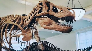 小泽vlog：第一次看霸王龙复原 居然长这个鸟样子？