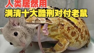 ปรากฏว่ามนุษย์เกลียดหนูมาก! มาดูกันว่ามนุษย์จัดการกับหนูอย่างไร