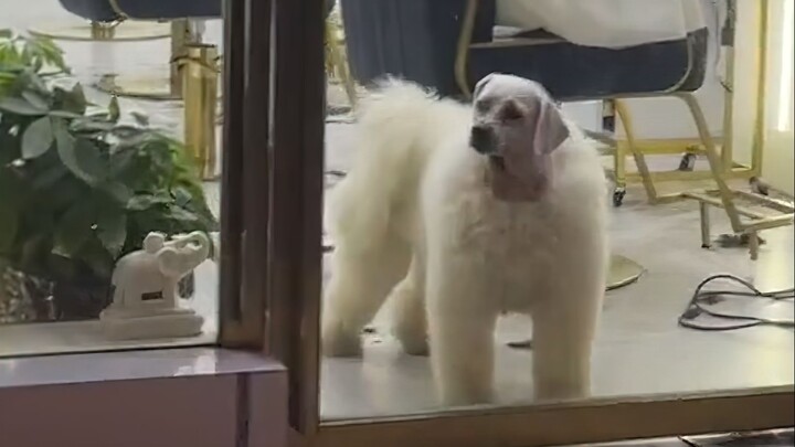 No one leaves the barbershop without a grimace—even cats and dogs!