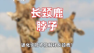 长颈鹿的脖子是怎么变长的？