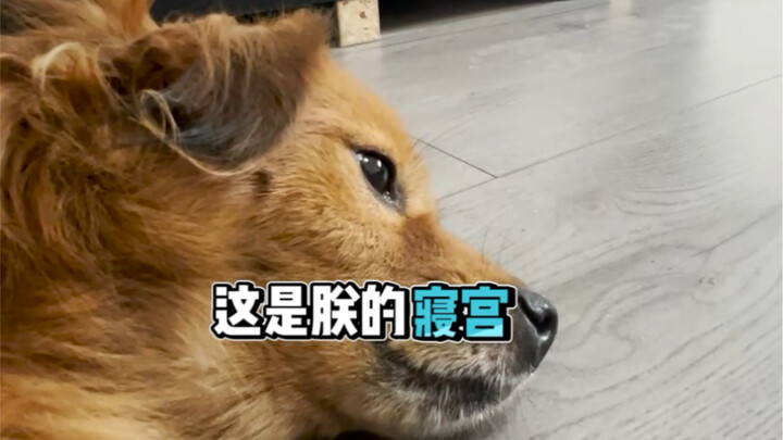 In a dog’s eyes, you’re just this…