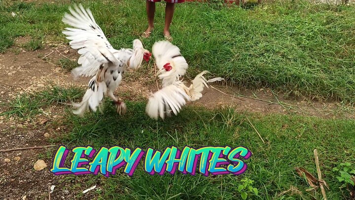 Spar of the White Kelso x McLean