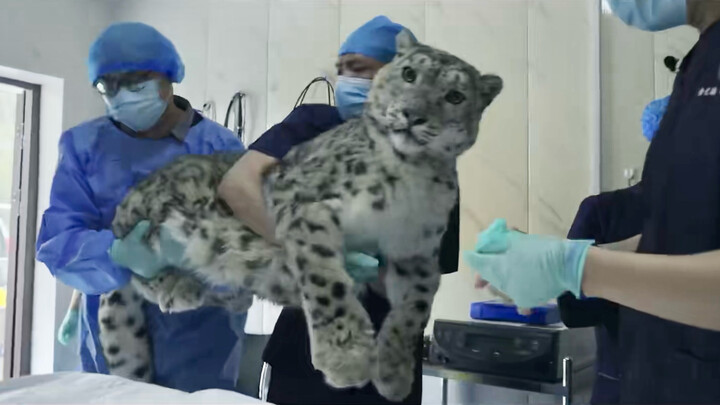 “What?! I’ve turned into a snow leopard grandpa?!” — Here comes Ling Dan’s big story!