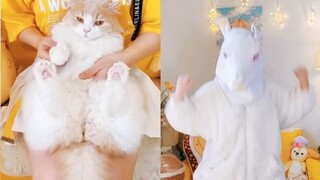Phiên bản Đa dạng Loài 【Vũ điệu Chick Cha Cha】