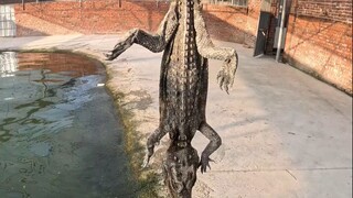 养鳄人的日常工作，太久没巡视僵苗池，每次都有意外收获！