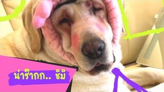 รวมคลิปหมาแมวตลกๆฮาๆ สัตว์เลี้ยงน่ารัก l Smile Animal Cute pet videos funny animals