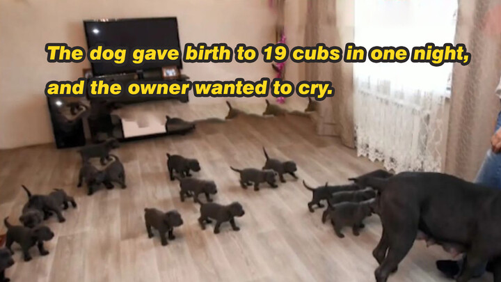A dog gave birth to 19 puppies overnight