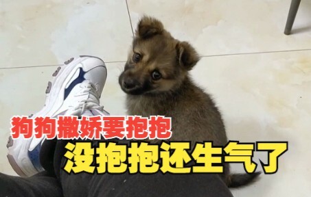 น้องหมาตัวเล็กยังไม่ทันไรก็เริ่มเอาแต่ใจแล้ว แค่พูดไปหนึ่งคำก็โกรธซะแล้ว!