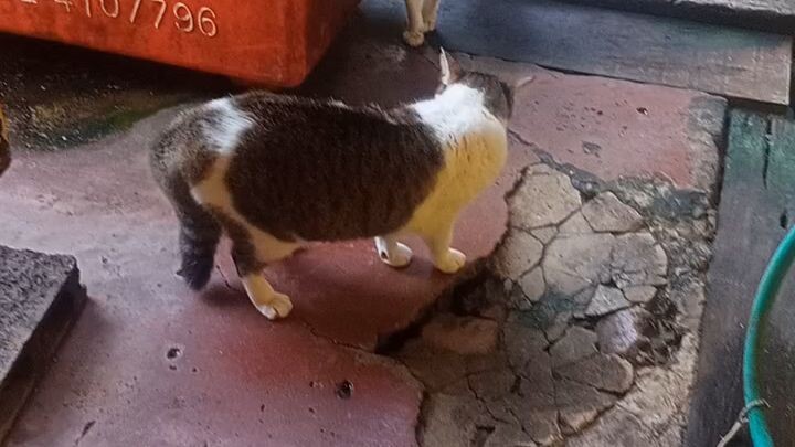 แมวคุยกัน