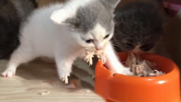 Cat|Cats Having Meals
