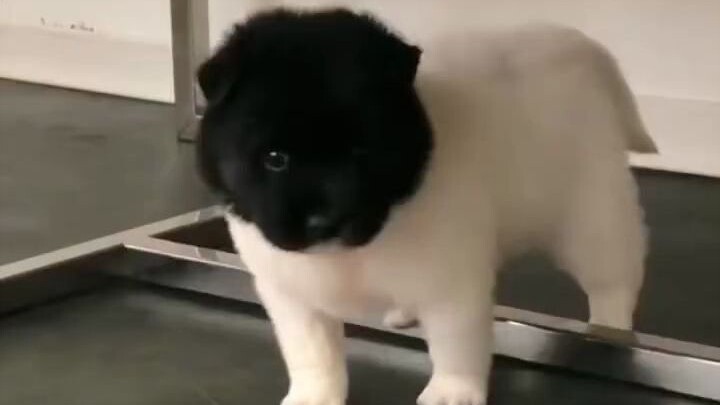 แม่หมาคลอดลูกไปครึ่งหนึ่งแล้ว หมึกก็หมด