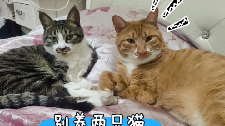 ขอแนะนำเพื่อนๆ ที่เลี้ยงแมว อย่าเลี้ยงแมวสองตัวเลยนะคะ