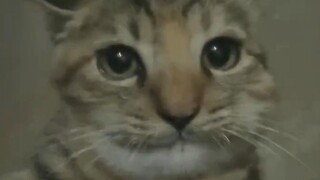 لُدغت مياو سان