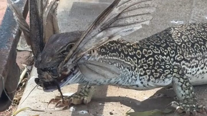 Seorang jenius muncul di dunia fotografi dan menemukan spesies baru!