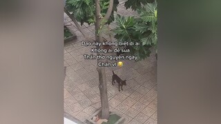 Phố xá dạo này lạ thật chứ😐 dog pet chó doglove