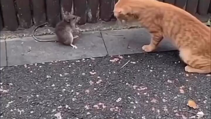 TOM AND JERRY IN REAL LIFE🤣🤣