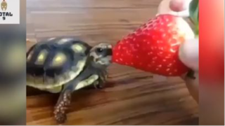 Tổng Hợp Những Khoảnh Khắc Hài Hước Của Động Vật  3 #hai