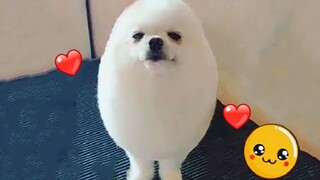 Smart Dog Without Ears: Live Stream of the Water-Boiled Egg Elf Discovery || Rapid Liquid [Bean Tran