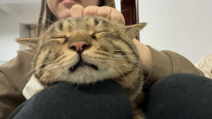 น้องแมวหลับตาเงยหน้ารอให้คุณแม่จุ๊บ โดนจุ๊บจนกลายเป็นลูกแมวน้ำตัวน้อยเลยนะ～