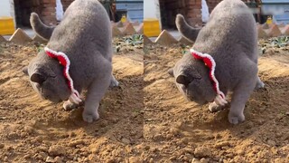 Kumpulan kucing pertama yang kembali ke desa, ada yang terbangun dengan darah, dan ada yang sudah mu