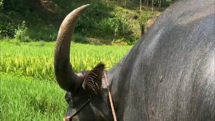 The water buffalo is busy grazing, and I’m here to swat the horseflies.