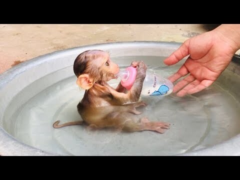 Baby Monkey TONY Diving and Drink Milk