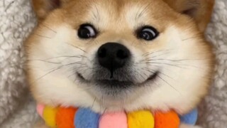 It's not too much to slap such a cute dog.