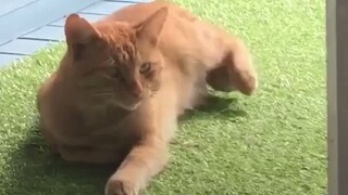A ginger cat comes to visit every day, takes a quick glance, and then leaves. Its mysterious behavio